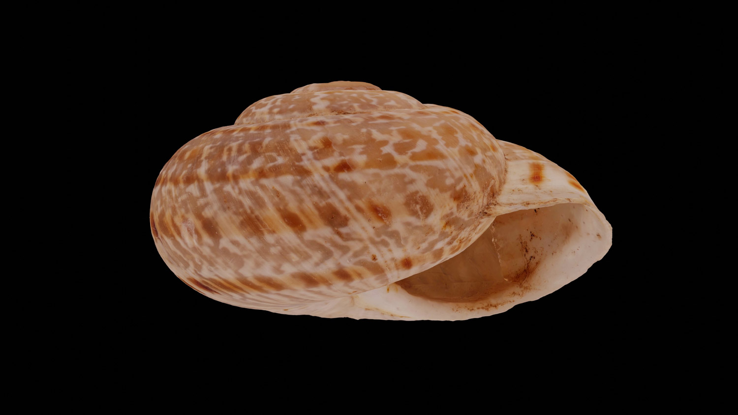 Iberus ortizi 